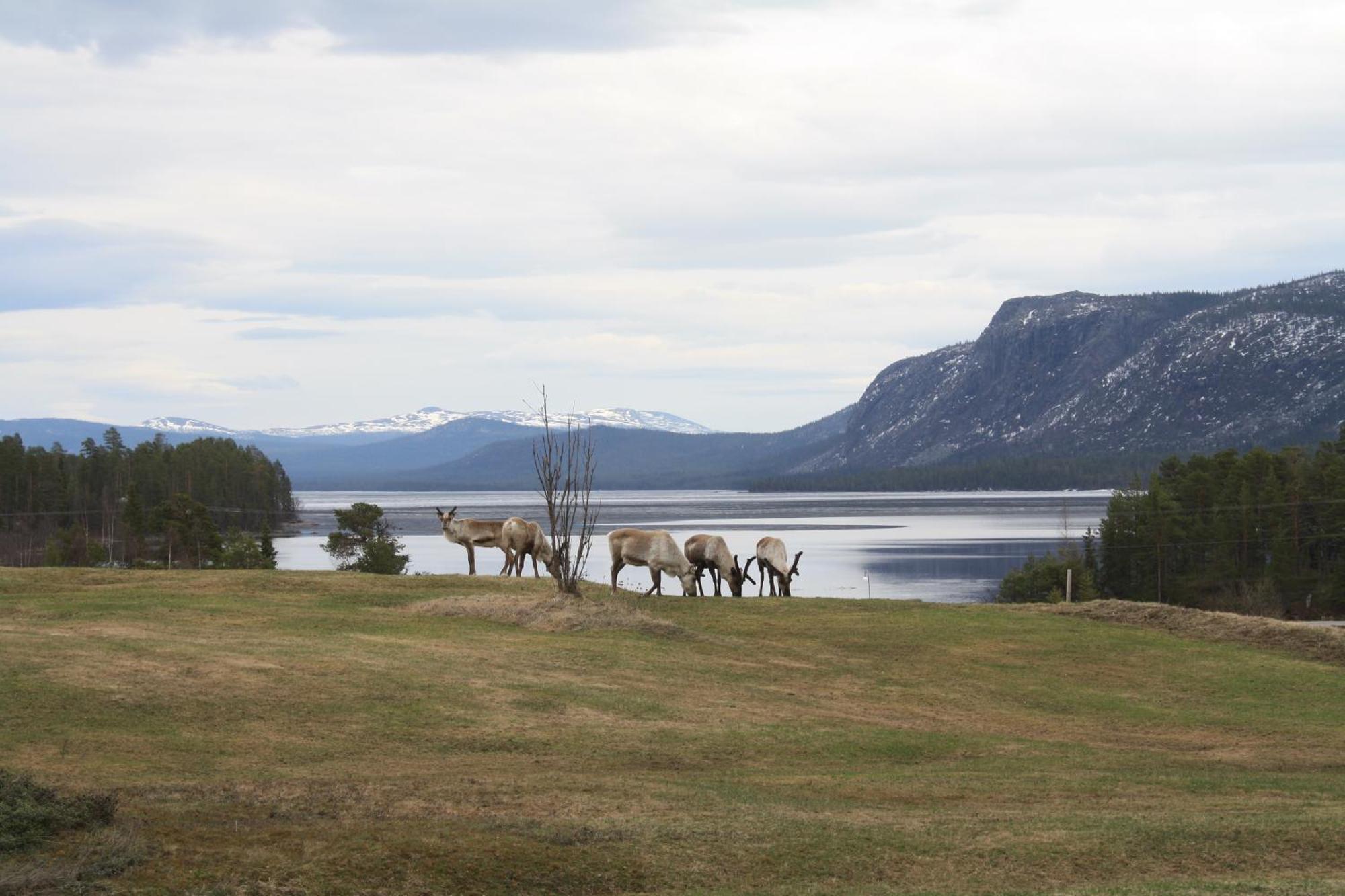 Arrenjarka Mountain Lodge Kvikkjokk Exteriér fotografie